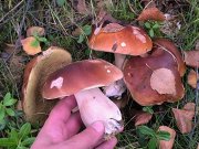 Начался активный сбор грибов - на месяц позже в Мурманской области