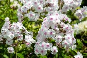 <p><img src="https://novosti-murmanskoy-oblasti.ru/uploads/posts/2024-09/1726747666_branch-blossom-plant-flower-petal-bloom-591642-pxhere.com.jpg" alt="" /></p>

<p><em>Обрезку флоксов проводят в сухую погоду</em></p>
<p><br />Красивые цветы с россыпью розовых и фиолетовых бутонов украшают многие участки в разных частях страны. Но когда сезон цветения заканчивается, нельзя просто оставлять растения ждать зимы &mdash; так они могут погибнуть. Сейчас насчитывается более 60 сортов флоксов &mdash; кустовые, рыхлодерновые, стелющиеся.</p>

<p>Обрезка помогает растениям не тратить силы на образование семян в конце сезона и перенаправляет всю энергию на укрепление корневой системы.</p>

<p>Если флоксы не обрезать, со временем кусты загустеют, что приведет к бледному, менее объемному и долгому цветению. Флоксы обрезают только после цветения &mdash; на это укажут пожелтевшие листья и потемневшие стебли.</p>
<p><br />Опытные садоводы рекомендуют проводить обрезку в сухую погоду, чтобы избежать загнивания. Температура не должна быть ниже нуля. Перед процедурой можно умеренно полить грунт чистой водой и затем &mdash; слабым раствором марганцовки. Это обеззаразит почву.</p>

<p>После обрезки промульчируйте почву, если ожидается суровая зиму лучше цветы укрыть. Для этого подойдут опавшие листья, лапник или любой укрывной материал. Завершите подготовку внесением в почву фосфорно-калийных удобрений.</p>

<p><em>Айгуль Булатова</em></p>
<p><em>Фото: PxHere</em></p>

