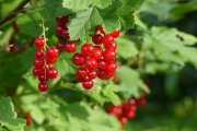 <p><img src="https://novosti-murmanskoy-oblasti.ru/uploads/posts/2024-09/1726748846_plant-fruit-berry-flower-bush-food-712424-pxhere.com.jpg" alt="" /></p>

<p><em>Обработку смородины проводят осенью, после сбора урожая</em></p>
<p><br />Любители чая со смородиной замечали, что иногда на листочках появляются пятна ржавого цвета. Оказывается, это грибковое заболевание. Из-за этого у растения замедляются обменные процессы и фотосинтез. В перечне подобных недугов не одно название. Но все их можно успешно лечить и предотвратить.</p>

<p>Вариантов, чем осенью обработать смородину от ржавчины, септориоза, других болезней, много. Обычно выбирают фунгициды.</p>

<p>Можно провести комплексную обработку. Есть препараты, которые достаточно эффективны и против вредителей, и против заболеваний. С их помощью проводят так называемую искореняющую обработку, буквально выжигая патогены и вредителей.</p>

<p>Еще один способ &mdash; обработка мочевиной. Ее проводят после того, как с кустов опадут листья.</p>

<p>Осеннюю обработку проводят в теплую сухую погоду. После удаления больных и поврежденных веток, взрыхляют приствольное пространство и опрыскивают растения. Обработанный куст и почвосмесь под ним накрывают полиэтиленовой пленкой. В таком виде оставляют на двое или трое суток, потом укрытие снимают.</p>

<p><em>Айгуль Булатова</em></p>
<p><em>Фото: PxHere</em></p>

