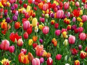 <p><img src="https://novosti-murmanskoy-oblasti.ru/uploads/posts/2024-09/1726750090_landscape-nature-outdoor-blossom-light-plant-1150501-pxhere.com-1.jpg" alt="" /></p>

<p><em>&laquo;Детки&raquo; тюльпанов могут стать началом новой коллекции цветов</em></p>

<p>&laquo;Детки&raquo; &mdash; это маленькие луковки, которыми обрастает основная луковица тюльпана после цветения. Их можно высаживать, как и взрослые луковицы. Но прежде их отделяют от &laquo;родительницы&raquo;. Оптимальная глубина для деток &mdash; 5-7 сантиметров, не забывайте оставлять пространства между ними.</p>

<p>Для того, чтобы детки прижились они требует более внимательного присмотра, Их надо чаще поливать и подкармливать. Зацветут они через 2-3 года после посадки.</p>

<p>Таким образом можно размножать любимые сорта и расширять свою коллекцию. Посадку луковичных осенью нужно проводить за 3-4 недели до морозов. В средней полосе страны обычно это конец сентября или начало октября.</p>

<p>Главное, чтобы температура грунта была около 10 градусов. Тогда луковицы успеют пустить корни, но не прорастут до холодов. Если осень теплая, не спешите. Подождите, пока днем не установится стабильная температура в 5-7 градусов. Иначе молодые ростки могут пробиться раньше времени и замерзнуть весной.</p>

<p>Перед тем, как луковицы посадить, осмотрите их.  Больные и поврежденные выбросьте. Отобранные &mdash; подержите полчаса в слабом растворе марганцовки. Это защитит от грибка.</p>

<p><em>Айгуль Булатова</em></p>
<p><em>Фото: PxHere</em></p>

