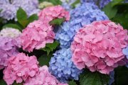 <p><img src="https://novosti-murmanskoy-oblasti.ru/uploads/posts/2024-09/1726763689_18369.750x0.jpg" alt="" width="578" height="386" /></p>

<p><em>В этом году температура +27 стоит весь сентябрь.</em></p>

<p>В сентябре в этом году ни намека на осень в саду. Нет ни одного желтого листа или увядающего однолетника. И возникает вопрос &mdash; как же ухаживать за садом летней осенью? Поделюсь своим опытом.</p>

<p>Однолетники сейчас я продолжаю удобрять и убираю лишь после нескольких заморозков. Пока не прогнозируют минус 10, я их оставлю, но удобрять буду, пока температура не опустится ниже +20, так как в этот период им требуется питание для активного цветения. Когда станет холоднее, закончу подкормку и уберу всю красоту сразу. А сейчас пока они радуют глаз!</p>

<p>Для многолетников, кроме гортензий, я сделала паузу с августа &mdash; не подкармливаю, только поливаю. Осенние удобрения внесу через месяц, когда будет тепло. Гортензии продолжаю удобрять летними составами, так как они восстанавливаются после майских морозов и цветут на месяц позже. Процесс цветения в этом году задержался, поэтому я их поддерживаю удобрением и подкислением лимонной кислотой.</p>

<p>Смородину и прочие культуры не удобряю до октября &mdash; они выглядят здоровыми, осени не боятся.</p>

<p><em>Ольга Артасова</em></p>
<p><em>Фото: pxhere</em></p>