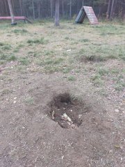 <p><img src="https://novosti-murmanskoy-oblasti.ru/uploads/posts/2024-10/1728541172_dikexvs6pze.jpg" alt="" /></p>

<p>Своим возмущением в соцсети поделились местные жители. Они пожаловались, что их земляки позволяют своим четвероногим питомцам копать ямы на дрессировочной площадке.</p>
<p>Животные делают это для развлечения. Но со слов авторов публикации в соцсети, такие ямы &mdash; опасны. Туда может наступить человек и подвернуть ногу или прыгнуть и покалечиться собака.</p>
<p><span style="font-size: 14pt;"><em>&laquo;Владельцы собак, выгуливающие своих питомцев на дрессировочной площадке, в очередной раз огромная просьба не разрешать копать, не разрешать гадить (вся площадка "заминирована")! Ваша ж собачка сломает себе лапу в этих ямах. Вы сами же вляпаетесь в экскременты своей собаки&raquo;, - говорят мончегорцы. </em></span></p>
<p><em>Фото: Мария Рихтер</em></p>
