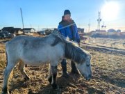 <p><img src="https://novosti-murmanskoy-oblasti.ru/uploads/posts/2024-10/1729244391_mlf7wgzqm9m.jpg" alt="" />Недавно администрация Терского района обратилась в региональную госветслужбу с просьбой о проведении противоэпизоотических мероприятий в отношении лошадей Кузомени. Напомним, эти животные уже много лет находятся на своевольном выпасе. Стадо было колхозными осталось никому не нужным после его закрытия.</p>
<p>Лошадей подкармливают неравнодушные местные жители. Сотрудники госветслужбы не раз приезжали в Кузомень для осмотра лошадей или когда им была нужна помощь. На днях специалисты отобрали у пяти взрослых животных и одного жеребенка пробы крови для исследования на различные заболевания. Проведены необходимые противопаразитарные обработки и вакцинация.</p>
<p>Кроме того, лошадям установили электронные метки &mdash; микрочипы. В последующем данные животные будут учтены в ф<span lang="ru-RU">едеральн</span><span lang="ru-RU">ой</span><span lang="ru-RU"> информационн</span><span lang="ru-RU">ой</span><span lang="ru-RU"> систем</span><span lang="ru-RU">е</span><span lang="ru-RU"> в области ветеринарии. </span>На время проведения манипуляций, лошадям вкололи седативный препарат. Животные перенесли процедуры хорошо, осложнений не было.</p>
<p><em>Фото: комитет по ветеринарии МО</em></p>