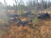 <p><img src="https://novosti-murmanskoy-oblasti.ru/uploads/posts/2024-10/1729588987_f3txbbe0xzk.jpg" alt="" />Сейчас продолжается консервация на зиму историко-этнографического комплекса &laquo;Тоня Тетрина&raquo;. Сотрудники занимаются заготовкой дров на следующий год. Ремонтируют постройки. Последним штормом вырвало несколько стоек от больших вешал. Представили &laquo;Тони&raquo; сняли уличные снасти, и убрали в амбар. Вывезли хрупкие и ценные экспонаты на зиму, убрали шкуры от зверей и мышей.</p>
<p>Накрыли на улице все, что можно было накрыть тентами и брезентом. На территории комплекса заканчивается большая стройка. Блиндаж на военной экспозиции уже не соответствует своей задаче, поэтому на его месте возвели высокий домик. Сейчас ведётся работа над экспозицией.<br /> А ещё на &laquo;Тоню&raquo; вывезли двадцатилетнюю лодку работы умбского мастера. Ее установят возле доры рыбозавода мбы. Кстати, как рассказали сотрудники &laquo;Тони&raquo;, в районе заброшенного села Лёв-губа, во время поиска посадки немецкого самолёта 1941 года, обнаружили останки изб. Осмотрев их, сделали вывод: бревна туда привезли со стороны.</p>
<p>В углах домов устроены каменные очаги для отопления по-черному. Как сообщается в энциклопедии &laquo;Кольский Север&raquo;, Лёв-губа находился в вершине Кандалакшского залива, в 18 км к западу от Умбы. Образовали населенный пункт в 1936 депортированные из Цып-Наволока <span lang="ru-RU">норвежцы</span>. Зарегистрирован в 1938. Тогда там проживали 104 жителя, действовал колхоз &laquo;Новая жизнь&raquo;. Лёв-губа исключен из учетных данных летом 1971-го.</p>
<p><em>Фото: "Тоня Тетрина"</em></p>