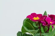 <p><img src="https://novosti-murmanskoy-oblasti.ru/uploads/posts/2024-12/1733208539_pretty-flowers-with-white-background_23-2147609725.jpg" alt="" /></p>

<p><em>С наступлением зимы важно сократить полив фиалок</em></p>
<p><br />Для пышного цветения фиалок зимой соблюдайте пять основных правил. Первое заключено в смене графика полива. Зимой фиалкам тоже нужен покой, как и большинству прочих комнатных растений. С наступлением холодов увлажняйте грунт небольшими порциями, чтобы вода надолго не застаивалась в земляном коме. Поэтому поливы надо проводить по мере полного высыхания грунта.</p>
<p><br />Некоторые растения требуют утепления кашпо. А все из-за холодных подоконников. При низких температурах и влажности грунта, корни растений загнивают. Для недопущения подобного, горшочки можно утеплить тканью или вязаными чехлами.</p>
<p><br />Разделяйте крупные кустики. Фиалкам вредно уходит в зимний сон вместе с прикрепленными к ним деками. Лучше до декабря успеть отсадить молодняк в отдельные горшочки.</p>
<p><br />Старые фиалки в преддверии холодов омолаживают путем обрезки одревесневших стволиков. После того как ствол обретет аккуратный вид, с макушки удаляют верхние листья. Процедура стимулирует разрастание всех прочих частей растения.</p>
<p><br />Не забывайте про подкормку. Ее обязательно следует вносить под корни фиалок в ноябре. Большую пользу принесут минеральные смеси комплексного типа. Получив заряд удобрений, кустики преобразятся внешне и станут готовыми к смене времени года.</p>

<p><em>Айгуль Булатова</em></p>
<p><em>Фото: Freepik</em></p>
