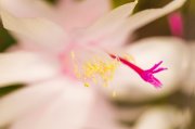 <p><img src="https://novosti-murmanskoy-oblasti.ru/uploads/posts/2024-12/1733210213_yellow-pistils-fresh-flower_23-2148060229.jpg" alt="" /></p>

<p><em>В период бутонизации декабрист требует к себе повышенного внимания</em></p>
<p><br />Декабрист почти круглый год не требует обильного полива. Однако все меняется, когда наступает период цветения. В это время почва в горшке должна быть слегка влажной, в обратном случае ваш цветок сбросит бутоны.</p>
<p><br />Поливайте цветок, когда в горшке подсушивается верхний слой почвы. Важно вносить подкормку для цветущих растений &mdash; препараты, содержащие полезные элементы и бор и янтарная кислота. В 1 литре воды растворите 1 таблетку янтарной кислоты и щепотку борной кислоты.</p>
<p><br />Говорят, что если изменить угол освещения, то шлюмбергера в порыве негодования сбросит бутоны. Конечно, прямого тому подтверждения нет, но лучше не тревожить растение с появлением бутонов.</p>

<p><em>Айгуль Булатова</em></p>
<p><em>Фото:Freepik</em></p>

