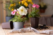 <p><img src="https://novosti-murmanskoy-oblasti.ru/uploads/posts/2024-12/1733245156_beautiful-flowers-arrangement-table_23-2149007990.jpg" alt="" /></p>

<p><em>Недавно я освоила посадку однолетников в горшки без дна, размещая их стационарно в саду. Теперь весь процесс занимает пару часов, а результат радует с ранней весны до поздней осени.</em></p>

<p>Посадка однолетников в горшки значительно облегчает уход за растениями. Корни развиваются свободно, а стенки горшка защищают их при прополке. Далее я расскажу, как правильно подготовить горшки для посадки растений.</p>

<p>Залог успеха &mdash; правильный выбор емкости. Идеальными мне показались пластиковые горшки черного цвета высотой 30 сантиметров. Я срезаю дно, оставляя бортик 2 сантиметра. По кругу делаю 8 дренажных отверстий диаметром 1 сантиметр.</p>

<p>При расстановке горшков между емкостями оставляю 35-45 сантиметров, заглубляю горшки на 4-6 сантиметров. Важно сделать небольшой уклон для отвода воды.</p>

<p>Петунии сорта Diamond отлично подходят для такого метода. Куст вырастает до 50-60 сантиметров в диаметре за сезон. Рядом сажаю лобелию Crystal Palace. В горшках она цветет на 7-10 дней дольше, чем при посадке в грунт. Бакопа сорта Big Pearl при регулярном поливе цветет до 100 дней, а вербена Buenos Aires в горшках зацветает на неделю раньше обычного срока.</p>


<p><em>Ольга Артасова</em></p>
<p><em>Фото: freepik</em></p>