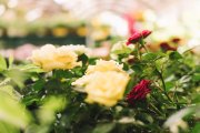 <p><img src="https://novosti-murmanskoy-oblasti.ru/uploads/posts/2024-12/1733342667_nature-concept-with-beautiful-flowers_23-2147685424.jpg" alt="" /></p>

<p><em>Обычно, когда мы говорим о розах, мы представляем себе пышные цветы. Но иногда розы бывают скромными и даже простыми.</em></p>

<p>Сегодня хочу рассказать о сортах розы, которые сейчас на пике моды &mdash; &laquo;простушки&raquo; &mdash; розы с простой (4&ndash;8 лепестков) и полумахровой (до 20 лепестков) формой цветка.</p>

<p>'Pink Bassino'<br />Назад к истокам, к естественным формам, к здоровью и выносливости предков &mdash; этим руководствуются сегодня все известные селекционеры роз при создании новых шедевров. Автор знаменитых густомахровых и ароматных английских роз Дэвид Остин считает, что создать сильные и выносливые современные розы можно только путём приближения их к дикому предку &mdash; шиповнику.</p>

<p>'Paris 2000'</p>
<p>Среди срезочных сортов есть красивейшие &laquo;простушки&raquo; &mdash; серия Zen Family (Meilland 2005). Цветут они обильнее, чем махровые розы, и почти непрерывно. Листьев за цветками не видно &mdash; только белые, розовые, красные, сиреневые облака.</p>

<p>'Ballerina' и 'Mozart'<br />Простая форма цветка привлекает внимание своей утончённостью, хрупкостью и изяществом. А волнистые края лепестков и обилие жёлтых, золотистых или красноватых тычинок в центре придают цветкам особый шарм.</p>

<p>&lsquo;Ballerina&rsquo;<br />Кустики китайской розы 'Angel&rsquo;s Wings' легко вырастить из семян и они обычно бывают усыпаны множеством розово-сиреневых цветков.</p>

<p><em>Ольга Артасова</em></p>
<p><em>Фото: freepik</em></p>