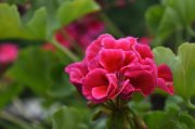 <p><img src="https://novosti-murmanskoy-oblasti.ru/uploads/posts/2024-12/1733811456_gorgeous-pink-geranium-flower-blossom-lush-garden_493961-1452.jpg" alt="" /></p>

<p><em>Благодаря этим правилам герань зацветёт пышной шапкой</em></p>
<p><br />Для пышного цветения герани зимой важен солнечный свет. Поэтому в холодное рвем ягода держите цветы на южном подоконнике &mdash; 3-4 часа дневного света будет достаточно.</p>
<p><br />Многие не знают, что зимой герань нуждается в совсем скромном питании. Иначе она уйдёт в рост, а о цветах забудет. В декабре ей нужны простейшие микроэлементы. Можно добавить чуть-чуть золы в воду или раствор йода.</p>
<p><br />Зимой важно не залить герань, а то корни начнут подгнивать, и о цветении можно забыть. Поливайте, когда грунт просохнет на половину пальца. Зимой герань пьёт меньше, потому и полив должен быть более редким. Раз в две недели достаточно, но зато системно. Герань любит прохладу. Уберите её подальше от батарей, но не к самой оконной раме. Достаточно будет температуры около 15-18 градусов.</p>

<p>Обрезка станет сигналом к дальнейшему цветению &mdash; обрежьте смело всё лишнее. От этой процедуры герань &laquo;взбодрится&raquo;. А если вы боитесь, что растение оголится, то это ненадолго. Как раз перед тем, как она зацветёт, зелень снова пойдёт в рост.</p>

<p>За два дня до обрезки, под самый конец декабря, внесите особую подкормку. В литре воды смешайте 1 чайную ложку сахара и 1 каплю лимонного сока. Этот сладкий раствор помогает растению накопить силы, не уходя в рост. </p>

<p><em>Айгуль Булатова</em></p>
<p><em>Фото: Freepik</em></p>
