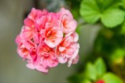 <p><img src="https://novosti-murmanskoy-oblasti.ru/uploads/posts/2024-12/1733825268_beauty-colorful-flowers_1368-6234.jpg" alt="" /></p>

<p>Чтобы герани долго радовали пышными цветами, просто поливать их недостаточно. Время от времени им необходимы подкормки, но не обязательно покупать дорогие средства.</p>

<p>Одно такое средство может быть и в вашем холодильнике. И хотя сначала это может показаться странным, но отличным кондиционером для герани является обычное безалкогольное пиво.</p>

<p>В нем содержатся дрожжи, который оказывают большое влияние на общее состояние растений. Но нельзя просто бездумно выливать пиво в горшок.</p>

<p>Для начала начала нужно газировать безалкогольное пиво, а после разбавить водой в пропорции 1:4 &mdash; на каждые 4 стакана воды 1 стакан напитка.</p>

<p>Получившийся раствор нужно оставить на час и после этого аккуратно влить в субстрат. Достаточно использовать эту подкормку раз в месяц &mdash; эффект заметите сразу же.</p>

<p><em>Ольга Артасова</em></p>
<p><em>Фото: freepik</em></p>