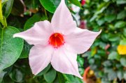 <p><img src="https://novosti-murmanskoy-oblasti.ru/uploads/posts/2024-12/1733842402_selective-focus-view-beautiful-white-rocktrumpet-flower-captured-garden_181624-17719.jpg" alt="" /></p>

<p><em>Бругмансия древовидная &mdash; вид вечнозелёных кустарников семейства Пасленовые.</em></p>

<p>И хотя бругмансия является тропическим растением, она вполне может расти условиях умеренного климата. Я расскажу основные правила ухода за ней.</p>

<p>1. Свет и температура.<br />Бругмансия любит яркий рассеянный свет и тепло. Оптимальная температура &mdash; от 15 до 25 градусов. Поэтому зимует она в нашем климате только в помещениях, и уже с осени.</p>

<p>2. Полив.<br />Бругмансия нуждается в регулярном поливе, особенно в период активного роста и цветения. Но также она не выносит застоя воды. Это грозит развитием гнилей.</p>

<p>3. Подкормка.<br />Для обильного цветения бругмансию нужно подкармливать комплексными удобрениями каждые 2-3 недели с весны до осени. А если досвечивать растение с помощью фитоламп, то подкормки будут нужны и зимой.</p>

<p>4. Обрезка.<br />Бругмансию нужно регулярно обрезать для поддержания красивой формы и стимулирования цветения. Также обрезка позволяет контролировать размер и форму.</p>

<p>5. Размножение.<br />Бругмансия размножается черенкованием или семенами. Самый простой и эффективный способ &mdash; черенкование. Для этого в начале весны или летом нужно нарезать черенки длиной 20-30 см и укоренить в воде или легкой почве. Позже укорененные черенки можно пересадить в открытый грунт или в горшки.</p>

<p><em>Ольга Артасова</em></p>
<p><em>Фото: freepik</em></p>