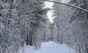 <p><img src="https://novosti-murmanskoy-oblasti.ru/uploads/posts/2024-12/1734334777_yqe5lt5czcc.jpg" alt="" />Сегодня в Ковдоре ликвидировали волка. Об этом сообщает паблик газеты &laquo;Ковдорчанин&raquo; в соцсети ВК.<br /><br /><span style="font-size: 14pt;"><em>&mdash; Сегодня утром в Ковдоре сотрудник государственного охотничьего надзора ликвидировал волка, который бродил в окрестностях города, &mdash; говорится в сообщении.</em></span><br /><br />Напомним, решение о регулировании численности волков в Ковдоре было принято в начале декабря Минприроды Мурманской области по многочисленным обращениям местных жителей. В связи с этим было категорически <a href="https://novosti-murmanskoy-oblasti.ru/46948-v-kovdore-zapretili-vygulivat-sobak-u-azs-iz-za-otlova-volkov.html" target="_blank">запрещено</a> выгуливать домашних питомцев в районе автозаправочной станции. В соцсетях сообщалось, что ночью 15 декабря волка видели возле местного музея.</p>

<p>Ранее отмечалось, что в Мончегорске ликвидировали волка на <a href="https://novosti-murmanskoy-oblasti.ru/47165-v-monchegorske-likvidirovali-volka-na-naberezhnoy.html" target="_blank">набережной</a>.</p>
<p><br /><em>Фото: Екатерина Громова</em></p>