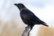 <p><img src="https://novosti-murmanskoy-oblasti.ru/uploads/posts/2024-12/1735038760_shallow-focus-shot-carrion-crow-corvus-corone-perched-branch_181624-49043.jpg" alt="" /></p>

<p><em>Доказано, что интеллект ворон не уступает интеллекту приматов.</em></p>

<p>В древности ворон боялись и ненавидели, кто-то им поклонялся. Сегодня чем больше человек изучает жизнь этих удивительных птиц, тем больше у него остается вопросов. Я хочу рассказать про необычные факты из жизни ворон. Наверняка вы этого не знали.</p>

<p>Вороны устраивают что-то похожее на поминки по погибшим сородичам. Если они находят тело мертвой вороны, вороны на протяжении 10-15 минут громко и пронзительно кричат, а после молча садятся на ветки.</p>

<p>Исследователь из Университета Вермонта, зоолог Бернд Хайнрих также заметил, что во время приема пищи молодые и зрелые вороны ведут себя по-разному. Первые собираются большой компанией, думая, что это отпугнет не только старших сородичей, но и других падальщиков. Взрослые вороны стараются не привлекать к себе внимание за обедом.</p>

<p>Ученые из Оклендского университета решили выяснить, как вороны будут использовать зеркало. Наблюдения показали, что птицы предпочитали использовать зеркало не для любования, а в более практических целях. С его помощью они находили спрятанное лакомство. Они быстро выявили связь между зеркальным отражением и реальным местоположением кусочков мяса.</p>

<p>Немецкие нейробиологи Лена Файт и Андреас Нидер показали, как легко вороны могут использовать различные подручные средства, чтобы добыть пищу. Они единственные из птиц могут отбирать крючковатые ветки, чтобы доставать насекомых из узких щелей.</p>

<p>Ранее мы <a href="https://novosti-murmanskoy-oblasti.ru/46818-eti-knigi-pomogut-polyubit-zimu-kakoe-chtivo-sdelaet-vashi-vechera-uyutnee-podborka-otechestvennyh-izarubezhnyh-avtorov.html">рассказывали</a> про книги, которые помогут полюбить зиму.</p>

<p><em>Ольга Артасова</em></p>
<p><em>Фото: freepik</em></p>