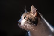 <p><img src="https://novosti-murmanskoy-oblasti.ru/uploads/posts/2024-12/1735225230_closeup-selective-view-beautiful-domestic-cat-with-light-green-eyes_181624-17953.jpg" alt="" /></p>


<p><em>Иногда приходится размачивать для кошки сухой корм. Как это делать и зачем вообще это нужно, рассказали эксперты.</em></p>

<p>Сухой корм стал популярным выбором благодаря удобству и длительному сроку хранения. Однако многие задаются вопросом: можно ли размачивать сухой корм для кошек? Врачи отмечают, что разучивание сухого корма просто увеличивает содержание влаги в продукте, не изменяя его питательной ценности.</p>

<p>При добавлении воды в сухой корм происходит следующее:<br />1. Увеличивается объем пищи &mdash; это может помочь кошкам с контролем веса.<br />2. Улучшается усвояемость корма, особенно у кошек с чувствительным пищеварением.<br />3. Повышается общее потребление жидкости &mdash; это важно для профилактики заболеваний мочевыводящих путей.</p>

<p>Ситуации, когда нужно размачивать сухой корм</p>

<p>1. Недостаточное потребление жидкости<br />Кошки, которые пьют мало воды, рискую получить обезвоживания. Размачивание сухого корма помогает увеличить потребление жидкости и снизить риски для здоровья питомца.</p>

<p>2. Проблемы с зубами<br />С возрастом у кошек могут возникать проблемы с зубами, им становится трудно пережевывать твердую пищу. Это касается и пожилых кошек, и котят в период смены зубов. Размачивание корма облегчает процесс питания.</p>

<p>3. Жадное поедание пищи<br />Некоторые кошки склонны к быстрому поеданию корма, практически не пережевывая его. Размачивание корма замедляет процесс еды и снижает риск возникновения проблем.</p>

<p>4. Рвота после еды<br />Если вы заметили, что вашу кошку тошнит вскоре после приёма пищи, особенно если ее рвет целыми гранулами корма, это может быть признаком непереносимости сухого корма в его обычном виде.</p>

<p>Для правильного размачивания следуйте этим правилам:<br />Соотношение воды и корма: начните с пропорции 1:3 (одна часть воды на три части корма) и меняйте ее по мере необходимости.<br />Используйте теплую воду (около 37&deg;C).<br />Обычно достаточно 10-15 минут, но оно может меняться в зависимости от размера и плотности гранул.</p>

<p>Ранее мы <a href="https://novosti-murmanskoy-oblasti.ru/46521-pokupayu-tolko-takie-sosiski-kak-opredelit-kakie-iz-myasa-a-kakie-iz-bumagi-rasskazhu-svoy-metod-testirovaniya.html">рассказывали</a>, как определить, хорошие сосиски или нет.</p>

<p><em>Ольга Артасова</em></p>
<p><em>Фото: freepik</em></p>