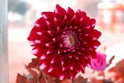 
<p><img src="https://novosti-murmanskoy-oblasti.ru/uploads/posts/2024-12/1735398518_red-flower_1142-818.jpg" alt="" /></p>

<p><em>Многие цветоводы задаются вопросом &mdash; как лучше выращивать георгины. Для этого есть два способа: из клубней и семенами.</em></p>

<p>Сегодня хочу рассказать о плюсах и минусах каждого способа выращивания георгин.</p>

<p>Минусы и плюсы выращивания из клубней:<br />&mdash; высокая цена за 1 товар,<br />&mdash; часто посадочный материал в магазинах может быть невысокого качества (с признаками дрябления, гнили или плесени).<br />&mdash; сложности с хранением<br />-+ из одного купленного клубня можно получить большое количество растений на следующий год, но признак может расслаиваться и периодически все равно нужно обновлять посадочный материал<br />+ клубнями продаются вегетативные георгины со сложными, разнообразными окрасками, которые пока что невозможно получить на растениях, выращенных из семян.</p>

<p>Плюсы и минусы выращивания из семян:<br />+ пакет семян значительно дешевле, чем посадочный материал<br />+ выращивая из пакета, можно получить не одно растение в год посева<br />+ семена георгины не требуют особых условий хранения<br />+ для раннего цветения лучше вырастить через рассаду, но можно сеять напрямую в грунт<br />&mdash; процесс выращивания чуть дольше, чем из клубней<br />&mdash; более традиционные окраски, чем у клубней</p>

<p>Ранее мы <a href="https://novosti-murmanskoy-oblasti.ru/45985-kak-poluchit-klumbu-iz-odnogo-cvetka-rasskazyvayu-layfhaker-kopeechnaya-pokupka-a-rezultat-shikarnyy.html">рассказывали</a>, как получить большой клумбу георгин из одного цветка.</p>

<p><em>Ольга Артасова</em></p>
<p><em>Фото: freepik</em></p>
