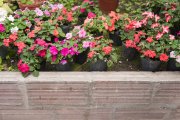 <p><img src="https://novosti-murmanskoy-oblasti.ru/uploads/posts/2025-01/1736355481_various-colorful-flowers-growing-greenhouse_23-2147948336.jpg" alt="" /></p>

<p><em>Верхушки молодых побегов прищипывают для того, чтобы пошли в рост боковые ветви</em></p>

<p>При формировании петуний-шаров важна обрезка &mdash; необходимо регулярное удаление отцветших бутонов. Если не обрезать слишком длинные побеги, петунии начнут отрастать и свисать.</p>

<p>Поэтому важно применять правило &laquo;трех листков&raquo; &mdash; когда удаляют побеги до уровня третьего листа. Проводить обрезку опытные озеленители советуют утром, чтобы растения могли восстановиться за день.</p>
<p><br />Как правильно формировать петунии? Обычно достаточно прищипнуть верхушки молодых побегов, как только они достигнут 10&ndash;15 см. Это простимулирует рост боковых ветвей.</p>
<p><br />Для достижения шаровидной формы, мульчируйте почву. Соответсвующий материал из кокосового волокна или хвойных опилок помогает удерживать влагу, защищает корни от перегрева и поддерживает рыхлость грунта.</p>

<p>Ранее мы рассказывали, как избежать ошибок при <a href="https://novosti-murmanskoy-oblasti.ru/47214-3-osnovnye-oshibki-pri-poseve-petunii-pochemu-malo-vshodov-razbor-oshibok.html">посеве семян</a> петуний.</p>

<p><em>Айгуль Булатова</em></p>
<p><em>Фото: Freepik</em></p>


