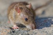 <p><img src="https://novosti-murmanskoy-oblasti.ru/uploads/posts/2025-01/1736358704_closeup-selective-focus-shot-brown-rat-concrete-ground.jpg" alt="" /></p>

<p><em>Избавиться от крыс можно с помощью строительных материалов</em></p>

<p>Яд не всегда действует на крыс, поэтому приобретая соответствующие средства, покупайте несколько видов. Разложите яд там, где заметили грызунов. Не забывайте при этом использовать перчатки, так как подобные яды очень токсичны и для людей. Разложите яд в тех местах, где видели крыс. </p>
<p><br />Наряду с ядами также очень популярны крысиные ловушки, но они эффективны только в том случае, если крыс немного. Крысиные ловушки бывают электронными, клейкими и пружинными.</p>
<p><br />Ультразвуковые отпугиватели &mdash; эти устройства стоят недешево, работают от розетки. Чем больше помещение, где завелись грызуны, тем мощнее должно быть устройство. Работает отпугиватель не сразу &mdash; эффект может наступить через 2-3 дня.</p>
<p><br />И напоследок, самодельное средство из гипса, цемента и алебастра. Насыпьте их в миски вместе с едой и расставьте в помещении, на видном месте оставьте емкость с водой. Съедая приманку, крыса запивает водой и смесь застывает в желудке. В итоге крыса умирает от несварения.</p>

<p>Ранее мы рассказывали, какие еще средства помогут в<a href="https://novosti-murmanskoy-oblasti.ru/45256-kak-prognat-krys-raz-i-navsegda-samye-populyarnye-sposoby-razbiraem-na-praktike.html"> борьбе с грызунами.</a></p>

<p><em>Айгуль Булатова</em></p>
<p><em>Фото: Freepik</em></p>
