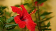 <p><img src="https://novosti-murmanskoy-oblasti.ru/uploads/posts/2025-01/1736404264_closeup-shot-bright-red-hibiscus-flower_181624-31934.jpg" alt="" /></p>

<p><em>Это способ стимулирует появление новых бутонов</em></p>

<p>Для пышного цветения гибискуса комнатного необходимо проводить обрезку. Лучше всего это делать ранней весной, до начала активного роста, или ближе к концу зимы, когда растение ещё &laquo;спит&raquo;.</p>
<p><br />Для стимулирования ветвления новых побегов поможет лёгкая формирующая обрезка &mdash; это положительным образом скажется на появлении бутонов.<br />При подкормке важным является баланс макро- и микроэлементов. Так, во время бутонизации требуется больше фосфора и калия, для роста &mdash; азот.</p>
<p><br />Некоторые садоводы используют следующий лайфхак &mdash; устраивают своим комнатным растениям &laquo;сауну&raquo;. Этот прием предполагает укрывание предварительно увлаженного цветка прозрачным полиэтиленовым пакетом.</p>

<p>Процедура проводится примерно раз в две-три недели. Оставьте растение в таком &laquo;парничке&raquo; на 15-20 минут. Такой микроклимат стимулирует бутонизацию. Но помните, что чрезмерное злоупотребление процедурой может привести к размножению болезнетворных грибков.</p>

<p>Ранее мы рассказывали, когда лучше всего проводить обрезку<a href="https://novosti-murmanskoy-oblasti.ru/46704-eti-oshibki-pogubyat-vash-sad-kak-provodit-obrezku-derevev-nazametku-sadovodam.html"> плодовых деревьев</a> в саду.</p>

<p><em>Айгуль Булатова</em></p>
<p><em>Фото: Freepik</em></p>



