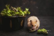 <p><img src="https://novosti-murmanskoy-oblasti.ru/uploads/posts/2025-01/1736494217_side-view-hamster-eating-hazelnut-dark-brown_176474-7538.jpg" alt="" /></p>

<p><em>Дачники борются с грызунами различными способами</em></p>

<p>Кроме ловушек и мышеловок, владельцы частных подворий и домов используют способы по отпугиванию мышей неприятными запахами. К таковым относятся запахи мяты, можжевельника, махорки, жженой шерсти.</p>
<p><br />Эффективной по мнению дачников является концентрат мяты. Суть в использовании настойки и эфирного масла этого полезного растения. Для приготовления средства в 25 мл настойки мяты перечной вливают 10 мл эфирного масла.</p>

<p>Далее этим раствором обрызгивают места появления грызунов с помощью шприца, или раскладывают там смоченные мятным концентратом ватные шарики.</p>

<p>При этом 35-40 мл смеси достаточно для обработки дома площадью в 50&ndash;70 кв. метров. Повторять процедуру надо раз в месяц-полтора.</p>

<p>Ранее мы рассказывали, как <a href="https://novosti-murmanskoy-oblasti.ru/44789-kak-zaschitit-produkty-otgryzunov-prostoy-sposob-esli-neudalos-otnih-izbavitsya.html">уберечь продукты</a> от грызунов, если их не удается вывести.</p>

<p><em>Айгуль Булатова</em></p>
<p><em>Фото: Freepik</em></p>
