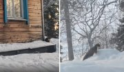 <p><img src="https://novosti-murmanskoy-oblasti.ru/uploads/posts/2025-01/1736773511_mycollages465.jpg" alt="" />В окрестностях Чунозерской усадьбы Лапландского заповедника заметили куницу. Очаровательного и юркого зверька запечатлели на видео, которое опубликовали в официальном сообществе особо охраняемой природной территории.<br /><br />На кадрах, сделанных в минувшее воскресенье, видно, как пушистый гость заинтересованно смотрит в камеру, после чего быстро направляется в сторону елей по сугробам.</p>
<p><br /><span style="font-size: 14pt;"><em>&mdash; Следы куницы наблюдают в окрестностях усадьбы постоянно, но самого зверька удается заметить нечасто, &mdash; отметили в заповеднике.</em></span><br /><br /><em>Фото: скриншот видео https://vk.com/laplandzap</em></p>
