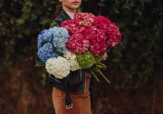 <p><img src="https://novosti-murmanskoy-oblasti.ru/uploads/posts/2025-01/1736852551_side-view-woman-holding-bouquet-hydrangea-flowers-pink-blue-white-colors_140725-12869.jpg" alt="" /></p>

<p><em>Сегодня хочу рассказать подробнее про подбор объема кашпо для выращивания гортензии.</em></p>

<p>Для выращивания крупнолистной гортензии в кашпо нужно сразу представлять, какой объем кашпо в итоге вы сможете ей предоставить.</p>

<p>Частая ошибка, которую допускают садоводы, это посадка гортензии сразу в контейнер большого объема. Основной риск здесь &mdash; переувлажнение земляного кома и загнивание корневой системы.</p>

<p>Растение лучше развивается при поэтапном увеличении объема горшка, поэтому в течение сезона гортензию нужно аккуратно перевалить в новый объем, когда она освоит старый. Контейнер для выращивания садовых культур под открытым небом должен иметь хорошие дренажные отверстия. Хорошие &mdash; это значит большие и их много.</p>

<p>Стоимость кашпо растет в геометрической прогрессии в зависимости от размера. Поэтому можно использовать в качестве контейнеров другие варианты. Керамику можно заменить пластиком. А можно купить технологические горшки. Такие горшки можно найти объемом вплоть до 25 литров. Они изначально сделаны с хорошими дренажными отверстиями.</p>
<p>Но на мой взгляд, самой оптимальный вариант &mdash; использование строительных ведер и контейнеров. Они крепкие, недорогие и смотрятся хорошо. Но придется поработать с дрелью, чтобы сделать дренажные отверстия.</p>

<p>Гортензия растет достаточно быстро. Скорость роста зависит от сорта, питания и погоды. Но рано или поздно встает вопрос, какой максимальный объем кашпо нам удобно использовать для выращивания кустарника.</p>
<p>До года гортензии вполне достаточно объема в 1 литр.<br />Первый год &mdash; объем до 1 литра (С1)<br />Второй год &mdash; объем 3-5 литров (С3-С5)<br />Третий год &mdash; объем 7,5-10 литров (С7,5-С10)<br />Старше 4 лет &mdash; от 15 литров</p>

<p>Ранее мы <a href="https://novosti-murmanskoy-oblasti.ru/46644-gortenziya-zimy-ne-boitsya-kak-pravilno-podgotovit-rastenie-k-holodam-delyus-hitrostyami.html">рассказывали</a>, как правильно подготовить гортензию к холодам.</p>

<p><em>Ольга Артасова</em></p>
<p><em>Фото: freepik</em></p>