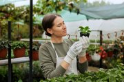 <p><img src="https://novosti-murmanskoy-oblasti.ru/uploads/posts/2025-01/1736923347_medium-shot-woman-with-flower-pot_23-2149128183.jpg" alt="" /></p>

<p><em>Семена огурцов не следует сеять слишком рано, иначе сеянцы вытянутся</em></p>

<p>Федор Иванович с канала &laquo;Твоя дача&raquo; поделился секретами отменного урожая огурцов. В первую очередь, важно правильно посадить рассаду &mdash; в самое подходящее время и место, отметил блогер.</p>
<p><br />По мнению автора, сеять семена слишком рано не стоит, ведь огурцы &mdash; теплолюбивые растения. К тому же, есть риск, что растения вытянутся и станут слабыми. С другой стороны, если затянуть с посадкой, то можно упустить момент для пересадки в открытый грунт или теплицу.</p>
<p><br />Чтобы определить оптимальное время для посадки огурцов на рассаду в 2025 году доморощенный садовод воспользовался лунным календарем и своими многолетними наблюдениями. Согласно лунному календарю, лучшие дни для посадки огурцов приходятся на растущую луну. В 2025 году такие дни выпадают на конец марта &mdash; начало апреля.</p>
<p><br />Однако, стоит учитывать особенности климата в различных регионах, поэтому ориентируйтесь и на здравый смысл, а не только на лунный календарь.</p>

<p>Ранее мы <a href="https://novosti-murmanskoy-oblasti.ru/47209-otadoya-vdele-vyraschivaniya-rassady-tomatov-uluchshennyy-metod-otposeva-dopikirovki-prohodit-40-dney.html">рассказывали</a>, как вырастить рассаду томатов.</p>

<p><em>Айгуль Булатова</em></p>
<p><em>Фото: freepik</em></p>
