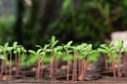 <p><img src="https://novosti-murmanskoy-oblasti.ru/uploads/posts/2025-01/1736925146_seedlings-planting-tray_1150-23158.jpg" alt="" /></p>

<p><em>Садоводы любят комбинировать народные и научные методы</em></p>
<p><br />Перед началом сезона садоводы закупаются не только в садоводческих магазинах, но и в аптеке. Особой популярностью пользуется янтарная кислота. Она является натуральным стимулятором роста, общеукрепляющим средством.</p>
<p><br />Второй аптечный препарат &mdash; борная кислота. Она нужна растениям для пышного и обильного цветения. Обычно этим веществом подкармливают рассаду перед тем, как высаживать ее на грядках.</p>
<p><br />Перекись водорода положительным образом сказывается на прорастании семян &mdash; всхожесть выше, к тому же этот препарат обладает обеззараживающими свойствами.</p>
<p><br />Дефицит света способна восполнить глюкоза. Она необходима для нормального фотосинтеза. Особенно такая подкормка уместна ранней весной, когда день еще не такой длинный, а солнца &mdash; мало.</p>

<p>Ранее мы <a href="https://novosti-murmanskoy-oblasti.ru/46706-eta-speciya-dlya-marinadov-podderzhit-rassadu-seyancy-okrepnut-iluchshe-ukorenyatsya-vpreddverii-dachnogo-sezona.html">рассказывали</a>, какая специя поддерживает рост и укрепление рассады. </p>

<p><em>Айгуль Булатова</em></p>
<p><em>Фото: Freepik</em></p>
