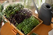 <p><img src="https://novosti-murmanskoy-oblasti.ru/uploads/posts/2025-01/1736952899_plants-grown-cultivated-indoors_23-2149854839.jpg" alt="" /></p>

<p><em>Готовиться к будущему дачному сезону никогда не рано!</em></p>

<p>Сегодня хочу рассказать, какие сорта огурцов выбрать и как добиться максимального урожая. Также важно помнить, что успех урожая зависит не только от сорта, но и от правильного времени посадки.</p>

<p>Слишком рано сажать огурцы на рассаду не стоит, иначе они вытянутся и будут слабыми. Но если затянуть с посадкой, то можно упустить оптимальный момент для пересадки в открытый грунт или теплицу.</p>

<p>Чтобы определить оптимальное время для посадки огурцов на рассаду в 2025 году, лучше воспользоваться лунным календарем &mdash; он подсказывает, что лучшие дни для посадки огурцов приходятся на растущую луну. В 2025 году это конец марта &mdash; начало апреля. Если вы живете в южных районах, посадку можно начинать немного раньше, а если в северных &mdash; чуть позже.</p>

<p>Что касается выбора сортов огурцов, то я советую обратить внимание на следующие пять высокоурожайных сортов:</p>
<p>1. Герман F1 &mdash; гибридный сорт, известный своей устойчивостью к заболеваниям. Плоды созревают рано и имеют отличный вкус.</p>
<p>2. Маша F1 &mdash; популярный гибрид, который дает обильный урожай даже в условиях недостаточного освещения. Огурцы хрустящие и ароматные.</p>
<p>3. Зозуля F1 &mdash; классический сорт, отличается длительным периодом плодоношения и устойчивостью к различным погодным условиям.</p>
<p>4. Конкурент &mdash; старый сорт, который отличается неприхотливостью и высокой урожайностью. Подходит и для открытого грунта, и для теплиц.</p>
<p>5. Родничок F1 &mdash; гибридный сорт, отличается равномерным созреванием плодов и отличной лежкостью. Идеально подходит для консервирования.</p>

<p>Ранее мы <a href="https://novosti-murmanskoy-oblasti.ru/48025-vyraschivaem-rassadu-pravilno-samye-rasprostranennye-oshibki-isklyuchaem-slabye-iboleznennye-rasteniya.html">рассказывали</a> про самые распространенные ошибки при выращивании рассады.</p>

<p><em>Ольга Артасова</em></p>
<p><em>Фото: freepik</em></p>