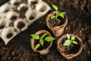 <p><img src="https://novosti-murmanskoy-oblasti.ru/uploads/posts/2025-01/1737086359_top-view-gardening-tools-flower-pot_23-2148928435.jpg" alt="" /></p>

<p><em>В различных регионах даты высаживания семян различаются</em></p>

<p>В разных регионах страны семена томатов сажают по-разному. Чтобы определить, когда лучше всего сеять томаты в вашем регионе, нужно обращать внимание на климатические особенности.</p>
<p><br />Между тем, все сорта томатов разделены на три группы по срокам созревания. Первая категория &mdash; ультраранние и ранние. Семена таких сортов высаживают за 80-105 дней до созревания.</p>
<p><br />Вторая категория &mdash; среднеспелые, эти томаты созреют через 110-120 дней. Третья категория &mdash; позднеспелые, плоды таких сортов созреют по прошествии 125-140 дней с момента всходов семян.</p>
<p><br />Вы можете воспользоваться следующей формулой для расчета. Например, если вы хотите получить урожай к 10 июля, вам следует начать посев 20 марта. То есть отнимаем от 10 июля 90 дней созревания, добавляем 7 дней на прорастание и 5 дней на адаптацию после пересадки.</p>
<p><br />При планировании посева также стоит обратить внимание на лунный календарь. Определенные фазы Луны могут способствовать лучшему росту растений.</p>

<p>Ранее мы <a href="https://novosti-murmanskoy-oblasti.ru/48120-lunnyy-kalendar-dlya-sadovoda-onpodskazhet-kogda-seyat-ogurcy-v2025-godu-gotovim-rassadu-vovremya.html">рассказывали</a>, как лунный календарь может помочь садоводу при высадке семян.</p>


<p><em>Айгуль Булатова</em></p>
<p><em>Фото: Freepik</em></p>

