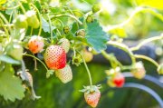 <p><img src="https://novosti-murmanskoy-oblasti.ru/uploads/posts/2025-01/1737355201_strawberry-garden_1388-156-1.jpg" alt="" /></p>

<p><em>Для урожая клубники важно подкармливать ее стимулирующими веществами</em></p>

<p>Для лучшей урожайности клубники садоводы пользуются аптечными средствами. Одним из которых является борная кислота. Так, на канале &laquo;Посад&raquo; рассказали, что раствором этого препарата опрыскивают кусты клубники, как только на них начинают появляться цветы.</p>

<p>Для приготовления раствора в 10 литрах воды растворяют 5 граммов борной кислоты. На каждый куст требуется около 100 мл средства. Опрыскивать удобнее всего из ёмкости с пульверизатором.</p>

<p>По словам автора рецепта, этот метод ее ни разу не подводил, даже тогда, когда заморозки били насаждения. Также средство спасало урожай холодным летом.</p>
<p><br />Кроме борной кислоты автор поста, применяет и фосфорные удобрения. Они хорошо поддерживают растения в период цветения. Поможет и калий, особенно, в ситуации, когда клубника кисловата. Именно калий делает ягоды более сладкими. В этом случае нужно для подкормки брать не фосфорное, а фосфорно-калийное удобрение.</p>

<p>Ранее мы <a href="https://novosti-murmanskoy-oblasti.ru/45348-sladkaya-klubnika-bez-podkormok-3-dela-dlya-horoshego-urozhaya-yagody-budut-krupnye-i-sochnye.html">рассказывали</a>, какой уход поможет добиться крупных и сладких ягод клубники. </p>

<p><em>Айгуль Булатова</em></p>
<p><em>Фото: Freepik</em></p>
