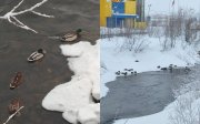 <p><img src="https://novosti-murmanskoy-oblasti.ru/uploads/posts/2025-01/1737976195_mycollages-1.jpg" alt="" />Небольшую утиную стаю, обосновавшуюся в Мончегорске, запечатлели январским днём местные жители. Фотографии были опубликованы в сообществе &laquo;Мончегорск&raquo;.</p>
<p><br /><span style="font-size: 14pt;"><em>&mdash; Январским днём, &mdash; такой подписью сопроводила фотографию автор Ирина Дудаль-Вологодская.</em></span></p>
<p><br />Отметим, что пернатые уже не первый раз остаются в Заполярье на зимовку. Например, несколько лет назад уток также заметили возле физкультурно-оздоровительного комплекса, рядом с домом № 27 по улице Ленина в Мончегорске.</p>
<p><br />А ранее специалисты городской экологической библиотеки рассказали, по каким причинам птицы могут остаться зимовать в городских водоёмах. Так, это происходит из-за травм пернатых, наличия у них доступного корма или плюсовых температур.</p>

<p><em>Фото: https://vk.com/monchegorsk_forum</em></p>