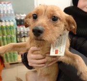 <p><img src="https://novosti-murmanskoy-oblasti.ru/uploads/posts/2025-02/1739191692_hdgf1-cb3ru.jpg" alt="" />Рыжую собаку с большими тёмными глазами по кличке Кнопа оставили у одного из магазинов в Печенге. Животное, к которому была прикреплена записка, сидело в снегу и дрожало от холода. Об этом рассказали в сообществе &laquo;Никельский приют Велес&raquo; и уточнили, что собака не является подопечной волонтёров.</p>
<p><br /><span style="font-size: 14pt;"><em>&mdash; В посёлке Печенга у магазина с запиской оставлена маленькая собачка Кнопа. Скорее всего, уже не щенок. Срочно нужен дом и добрые ответственные руки, &mdash; написали там.</em></span></p>
<p><br />В комментариях местная жительница Юлия Игоревна опубликовала видео, на котором запечатлена озябшая собака.</p>
<p><br /><span style="font-size: 14pt;"><em>&mdash; Сидит пёсик, у него записка: &laquo;Собака Кнопа, отдам в хорошие руки&raquo;. Жалко, что с ней делать? &mdash; говорится в видеозаписи.</em></span></p>
<p><br />В комментариях пользователи посочувствовали Кнопе и выразили негодование такому поступку со стороны её бывшего хозяина.</p>
<p><br /><span style="font-size: 14pt;"><em>&mdash; Такая малявка дрожит вся. Записочку написали, благодетели, и вышвырнули на мороз. Бедное животное, &mdash; написала Инна Справедливая.</em></span></p>
<p><br />Ранее сообщалось о северянке, которая год <a href="https://novosti-murmanskoy-oblasti.ru/46467-lyubov-pobedila-severyanka-god-zabotilas-o-priyutskoy-sobake-i-vse-zhe-zabrala-ee-domoy.html" target="_blank">заботилась</a> о приютской собаке и все же забрала ее домой.</p>
<p><br /><em>Фото: https://vk.com/nookveles</em></p>