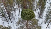 <p><img src="https://novosti-murmanskoy-oblasti.ru/uploads/posts/2025-02/1739773551_ye8bc4d40ls.jpg" alt="" />&laquo;Ведьмиными метлами&raquo; на деревьях называют шарики, образованные из веток. Обычно они небольшого размера и издалека похожи на птичьи гнезда. Как пояснили в Лапландском заповеднике, такое образование в кроне деревьев может быть вызвано грибами, вирусами, механическими повреждениями.</p>
<p>В результате происходит аномальное разрастание побегов. &laquo;Ведьмина метла&raquo; может располагаться на разной высоте дерева: почти у самой земли, в центре кроны или на самой макушке. На одном дереве могут возникнуть и сразу несколько ведьминых метел.</p>
<p>В Мурманской области их встречают на елях, соснах и березах. В Лапландском заповеднике один из сотрудников с воздуха с помощью квадрокоптера запечатлел огромную &laquo;ведьмину метлу&raquo;. Она разрослась на верхушке сосны и похожа на зеленый шар.</p>
<p><em>Фото: С. Богданов</em></p>