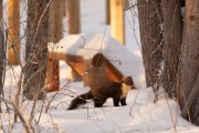 <p><img src="https://novosti-murmanskoy-oblasti.ru/uploads/posts/2025-03/1741518944_ozhtpy4cwiq.jpg" alt="" />Куница прочно обосновалась на Чунозерской усадьбе, сообщили в Лапландском заповеднике.<br /><br />Сотрудники особо охраняемой природной территории отметили, что свежие следы зверька ежедневно появляются на снегу.<br /><br /><em><span style="font-size: 14pt;">&mdash; Особенно ее интересуют дома: пробегает под окнами, заходит прямо на крыльцо &mdash; привлекают запахи. Ждет, когда сотрудники потеряют бдительность и забудут что-нибудь из съестного. Но нет, все убрано. Придется охотиться! &mdash; подчеркнули в заповеднике.</span></em><br /><br />Кроме того, на заповедной территории недавно было зафиксировано еще несколько встреч с представителями местной фауны. Так, в лесу увидели двух глухарей. Причем самец-глухарь, услышав приближение снегохода, предпочёл скрыться в лесной чаще, не взлетая. В отличие от него, глухарка никуда не стала спешить и осталась на месте.</p>
<p><br />А на озере было замечено небольшое стадо северных оленей.<br /><br />Ранее сообщалось, что в Лапландском заповеднике на верхушке сосны глухарь <a href="https://novosti-murmanskoy-oblasti.ru/50033-v-laplandskom-zapovednike-na-verhushke-sosny-gluhar-poziroval-kvadrokopteru.html" target="_blank">позировал</a> квадрокоптеру.<br /><br /><em>Фото: Татьяна Кочеткова</em></p>