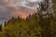 <p><img src="https://novosti-murmanskoy-oblasti.ru/uploads/posts/2025-03/1741771108_g02djum36xi.jpg" alt="" />Единую цифровую систему для сбора наблюдений за природой создадут в заполярном заповеднике &laquo;Пасвик&raquo; по проекту &laquo;Природа Севера: учимся наблюдать&raquo;. Планируется, что данные цифровой платформы будут пополнять волонтеры науки &mdash; туристы и жители региона, делясь своими наблюдениями за животными и растениями. Об этом сообщает <a href="https://tass.ru/obschestvo/23365957?ysclid=m85m2x46q5163526792" target="_blank">ТАСС</a> со ссылкой на директора заповедника Наталью Поликарпову.</p>
<p><br />Одна из задач проекта &laquo;Природа Севера: учимся наблюдать&raquo; &mdash; создать гражданскую науку и создать сообщество волонтеров науки.</p>
<p><br /><span style="font-size: 14pt;"><em>&mdash; В рамках этой цифровой системы мы будем плотно работать с местными жителями, собирать их для обучающих лекций и семинаров про краснокнижных зверей, птиц, рыб и моллюсков. Расскажем, где их можно встретить и наблюдать, чтобы они обращали внимание на сведения, которые нам особенно нужны и как по ним правильно собирать информацию, расскажем о научной пользе их наблюдений. Хотим выйти ближе к людям, чтобы показать, чем мы занимаемся и как они могут в этом нам помочь, не прикладывая существенных усилий, &mdash; подчеркнула Наталья Поликарпова.</em></span></p>
<p><br />По ее словам, цифровую базу для сбора данных планируют запустить в заповеднике Мурманской области уже в марте.</p>
<p><br /><span style="font-size: 14pt;"><em>&mdash; Эта единая система на основе Telegram-ботов, куда мы будем собирать все данные от активных жителей Мурманской области &mdash; волонтеров науки, которые попутно что-то в своей жизни наблюдают, но хранят это либо в голове, либо в телефоне, не представляя, что их наблюдения могут оказаться очень ценными для науки, &mdash; пояснила Наталья Поликарпова.</em></span></p>
<p><br />Она отметила, что сейчас о тех или иных природных явлениях или встречах с редкими видами животных, туристы или жители региона сообщают с помощью соцсетей, мессенджеров, электронной почты и телефонных звонков. По словам руководителя заповедника, такая многовекторность не позволяет качественно обрабатывать весь поток информации.</p>
<p><br /><span style="font-size: 14pt;"><em>&mdash; Единая база, куда будут загружаться сообщения от наших волонтеров с указанием места и времени встречи, например, с лосем, медведем или лебедем с фотографиями или видео, позволит ученым все держать в одном месте, анализировать это, обращать внимание на вещи, которые наиболее вызывают интерес или представляют научную ценность, &mdash; рассказала директор &laquo;Пасвика&raquo;.</em></span></p>
<p><br />Она уточнила, что многие туристы и жители региона могут даже не понимать ценности этой информации, хотя уже были случаи, когда сообщения активистов помогли спасти редкий вид или сделать определенную территорию особо охраняемой.</p>
<p><br /><em>Фото: Екатерина Громова</em></p>
