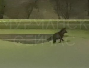 <p>В республике Башкортостан задержали подозреваемого в убийстве человека, скелетированные останки которого нашли дне Мотовского залива Мурманской области. Оказалось, что они принадлежат мужчине, который с 2016 года числился пропавшим без вести. Его костные останки обнаружил дайвер в сентябре 2024 года, сообщили в СУ СК России по Мурманской области.</p>
<p><i>— По версии следствия, в 2016 году обвиняемый, находясь на рыбалке в акватории Мотовского залива на территории ЗАТО город Заозёрск, в ходе конфликта со своим знакомым 1972 года рождения нанес последнему несколько ударов ножом, от которых потерпевший скончался. В целях сокрытия тела мужчины фигурант привязал к его ноге груз и бросил в залив, — уточнили в ведомстве.</i></p>
<p>Следственным отделом по ЗАТО Мурманской области обвинение в убийстве предъявлено жителю республики Башкортостан 1983 года рождения, который покинул Мурманскую область несколько лет назад.</p>
<p>
<div id="yandex_rtb_R-A-12070551-1"></div>
<script>
window.yaContextCb.push(() => {
Ya.Context.AdvManager.render({
"blockId": "R-A-12070551-1",
"renderTo": "yandex_rtb_R-A-12070551-1"
})
})
</script>
</p>
<p>Личности потерпевшего и предполагаемого преступника, а также обстоятельства убийства удалось установить благодаря молекулярно-генетическим судебным экспертизам, допросам свидетелей и анализу материалов о безвестно пропавших лицах.</p>
<p>Отмечается, что фигурант установлен и задержан на территории республики Башкортостан. По ходатайству следствия межрайонным судом республики его заключили под стражу.</p>
<p>
<div id="yandex_rtb_R-A-12070551-4"></div>
<script>
window.yaContextCb.push(() => {
Ya.Context.AdvManager.render({
"blockId": "R-A-12070551-4",
"renderTo": "yandex_rtb_R-A-12070551-4"
})
})
</script>
</p>
<p><i>Фото: https://t.me/su_skr51</i></p>