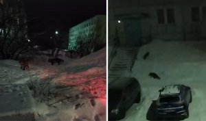 <p>В республике Башкортостан задержали подозреваемого в убийстве человека, скелетированные останки которого нашли дне Мотовского залива Мурманской области. Оказалось, что они принадлежат мужчине, который с 2016 года числился пропавшим без вести. Его костные останки обнаружил дайвер в сентябре 2024 года, сообщили в СУ СК России по Мурманской области.</p>
<p><i>— По версии следствия, в 2016 году обвиняемый, находясь на рыбалке в акватории Мотовского залива на территории ЗАТО город Заозёрск, в ходе конфликта со своим знакомым 1972 года рождения нанес последнему несколько ударов ножом, от которых потерпевший скончался. В целях сокрытия тела мужчины фигурант привязал к его ноге груз и бросил в залив, — уточнили в ведомстве.</i></p>
<p>Следственным отделом по ЗАТО Мурманской области обвинение в убийстве предъявлено жителю республики Башкортостан 1983 года рождения, который покинул Мурманскую область несколько лет назад.</p>
<p>
<div id="yandex_rtb_R-A-12070551-1"></div>
<script>
window.yaContextCb.push(() => {
Ya.Context.AdvManager.render({
"blockId": "R-A-12070551-1",
"renderTo": "yandex_rtb_R-A-12070551-1"
})
})
</script>
</p>
<p>Личности потерпевшего и предполагаемого преступника, а также обстоятельства убийства удалось установить благодаря молекулярно-генетическим судебным экспертизам, допросам свидетелей и анализу материалов о безвестно пропавших лицах.</p>
<p>Отмечается, что фигурант установлен и задержан на территории республики Башкортостан. По ходатайству следствия межрайонным судом республики его заключили под стражу.</p>
<p>
<div id="yandex_rtb_R-A-12070551-4"></div>
<script>
window.yaContextCb.push(() => {
Ya.Context.AdvManager.render({
"blockId": "R-A-12070551-4",
"renderTo": "yandex_rtb_R-A-12070551-4"
})
})
</script>
</p>
<p><i>Фото: https://t.me/su_skr51</i></p>