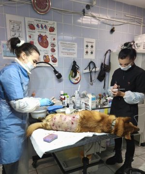 <p>В республике Башкортостан задержали подозреваемого в убийстве человека, скелетированные останки которого нашли дне Мотовского залива Мурманской области. Оказалось, что они принадлежат мужчине, который с 2016 года числился пропавшим без вести. Его костные останки обнаружил дайвер в сентябре 2024 года, сообщили в СУ СК России по Мурманской области.</p>
<p><i>— По версии следствия, в 2016 году обвиняемый, находясь на рыбалке в акватории Мотовского залива на территории ЗАТО город Заозёрск, в ходе конфликта со своим знакомым 1972 года рождения нанес последнему несколько ударов ножом, от которых потерпевший скончался. В целях сокрытия тела мужчины фигурант привязал к его ноге груз и бросил в залив, — уточнили в ведомстве.</i></p>
<p>Следственным отделом по ЗАТО Мурманской области обвинение в убийстве предъявлено жителю республики Башкортостан 1983 года рождения, который покинул Мурманскую область несколько лет назад.</p>
<p>
<div id="yandex_rtb_R-A-12070551-1"></div>
<script>
window.yaContextCb.push(() => {
Ya.Context.AdvManager.render({
"blockId": "R-A-12070551-1",
"renderTo": "yandex_rtb_R-A-12070551-1"
})
})
</script>
</p>
<p>Личности потерпевшего и предполагаемого преступника, а также обстоятельства убийства удалось установить благодаря молекулярно-генетическим судебным экспертизам, допросам свидетелей и анализу материалов о безвестно пропавших лицах.</p>
<p>Отмечается, что фигурант установлен и задержан на территории республики Башкортостан. По ходатайству следствия межрайонным судом республики его заключили под стражу.</p>
<p>
<div id="yandex_rtb_R-A-12070551-4"></div>
<script>
window.yaContextCb.push(() => {
Ya.Context.AdvManager.render({
"blockId": "R-A-12070551-4",
"renderTo": "yandex_rtb_R-A-12070551-4"
})
})
</script>
</p>
<p><i>Фото: https://t.me/su_skr51</i></p>