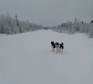 Необычного пассажира трехколесного транспортного средства заметила жительница поселка. В коляске мотоцикла сидела лайка. Водитель, по-видимому, отлучился и оставил своего четвероногого друга охранять мотоцикл. <br /><br />Удивило и насмешило прохожих то, что хозяин животного по всем правилам, рассчитанным на людей, надел на пса шлем. <br /><br />Тем временем, собака была серьезна и спокойна, видимо, такие поездки и в этой амуниции для нее — не впервой. <br /><br /><i>Фото: vk.com/sabupowa58</i>