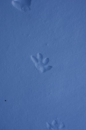 <p>В Мурманской области продолжается учебно-тренировочный сбор по применению техники повышенной проходимости. В центре Хибин спасателей поприветствовал советник Главы МЧС России Даниил Мартынов.<br /><span style="font-size: 14pt;"><em>&mdash; От каждого из вас зависит дальнейшее развитие снегоходного направления в министерстве. Мы обязаны с вами своими руками, своими силами и потом создать мощную инструкторскую снегоходную школу МЧС России, &mdash; отметил Даниил Мартынов.</em></span><br />Советник Главы МЧС ознакомился с работой дежурной смены на контрольно-спасательном посту Куэльпорр. Эта точка находится в горах. Пост играет ключевую роль в обеспечении безопасности туристов. Спасатели провели теоретические и практические занятия по оказанию первой медицинской помощи.</p>
<p><em>Фото: ГУ МЧС России по МО</em></p>