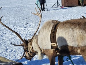Необычного пассажира трехколесного транспортного средства заметила жительница поселка. В коляске мотоцикла сидела лайка. Водитель, по-видимому, отлучился и оставил своего четвероногого друга охранять мотоцикл. <br /><br />Удивило и насмешило прохожих то, что хозяин животного по всем правилам, рассчитанным на людей, надел на пса шлем. <br /><br />Тем временем, собака была серьезна и спокойна, видимо, такие поездки и в этой амуниции для нее — не впервой. <br /><br /><i>Фото: vk.com/sabupowa58</i>
