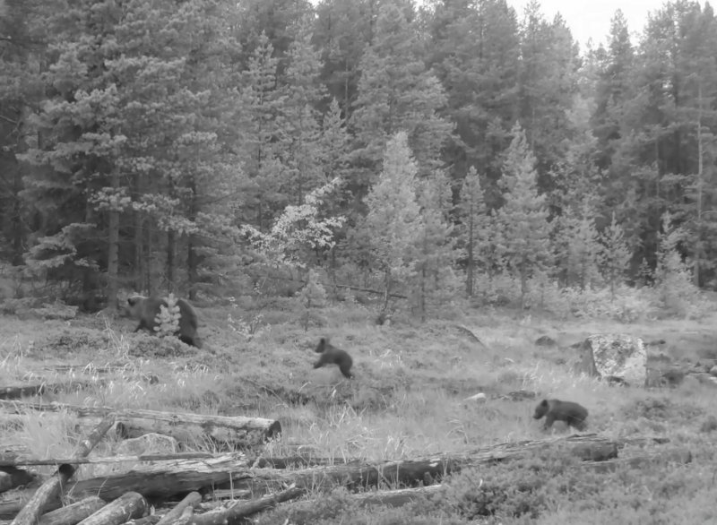 Косолапое семейство снова попало в фотоловушку в Кандалакше