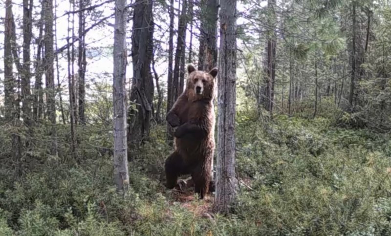 Танцевать ламбаду учит медведь в Кандалакше