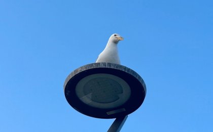 Чайки больше не гриппуют в Мурманской области