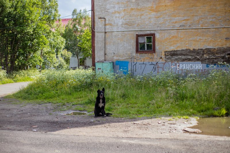 В Кандалакше бродячий пес вцепился девочке в лицо: родителям заплатят 350 тысяч