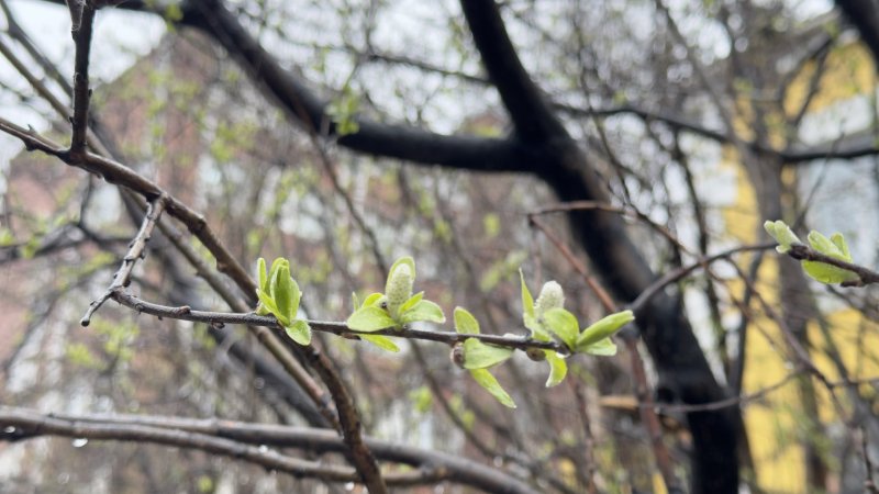 До +16° потеплеет в Мурманске