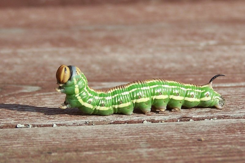 Нашествие гусениц отметили в Мурманской области