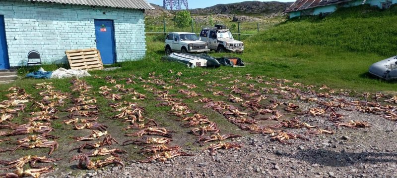 «Крабовое поле» обнаружили сотрудники ФСБ в Туманном