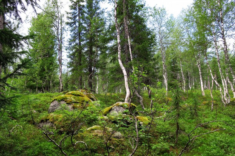 Обугленный труп  женщины нашли в лесу в Мурманской области