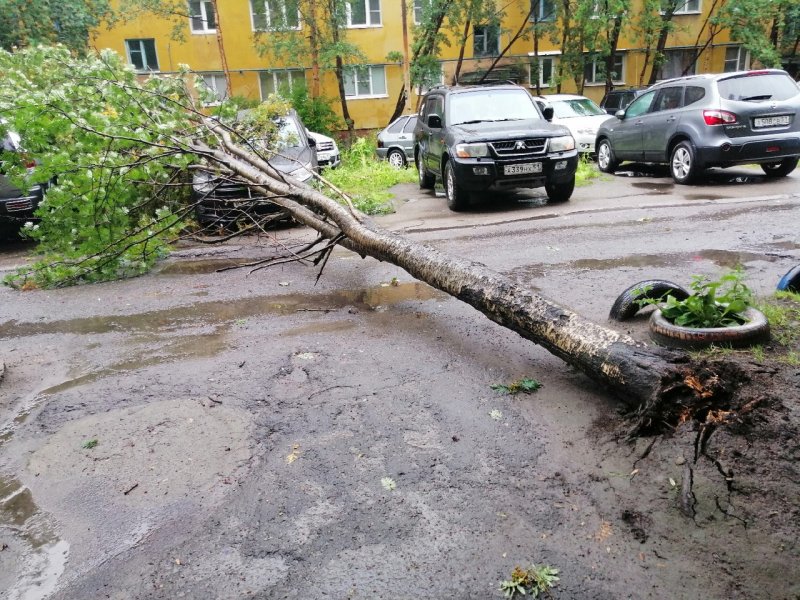 Повалило ветром деревья в Мурманске